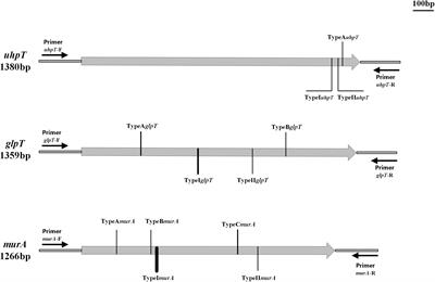 Molecular Mechanisms and Epidemiology of Fosfomycin Resistance in Staphylococcus aureus Isolated From Patients at a Teaching Hospital in China